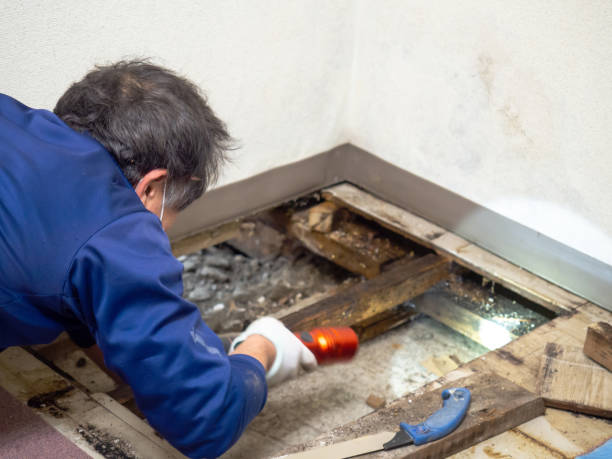 Best White Mold Remediation in Worthington, MN