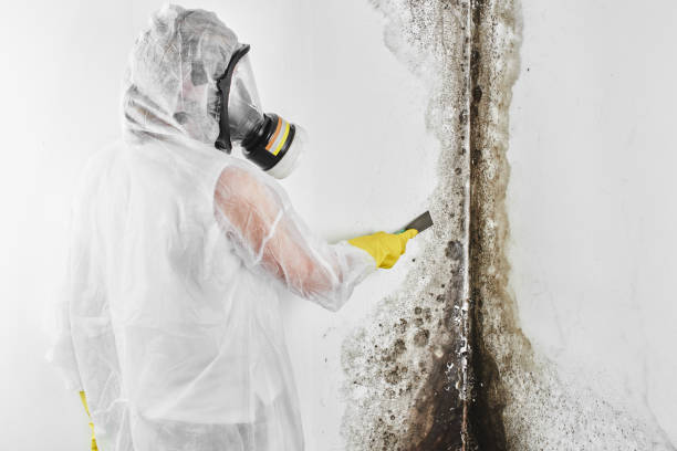 Best Mold Testing and Inspection Services in Worthington, MN