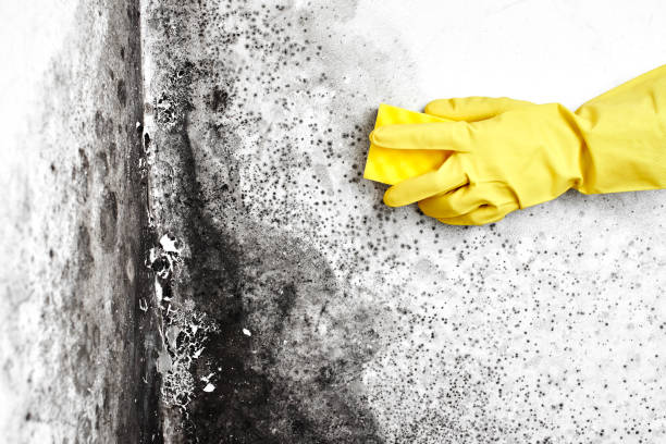 Best Bathroom Mold Remediation in Worthington, MN