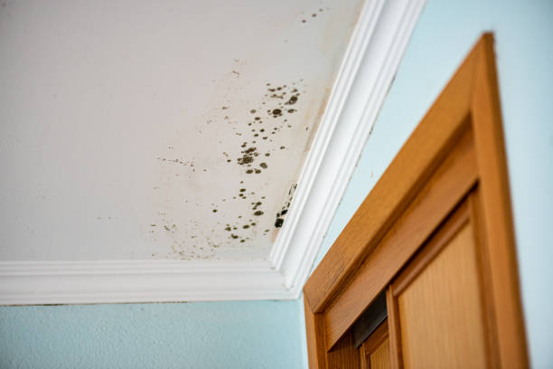 Best Emergency Mold Remediation in Worthington, MN