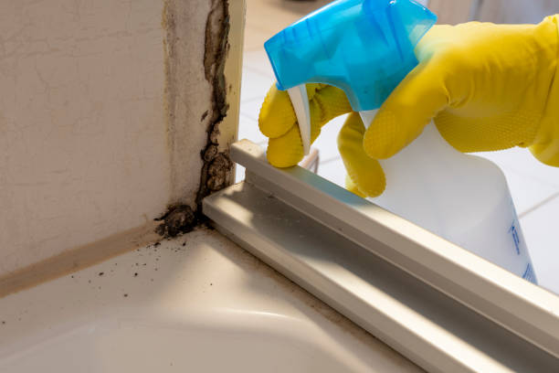 Best Attic Mold Remediation in Worthington, MN