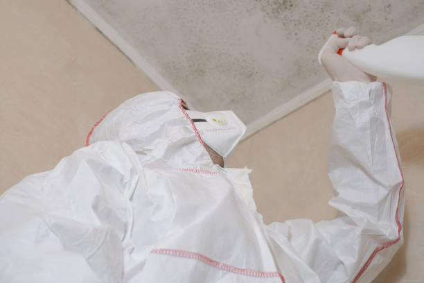 Best Post-Flood Mold Remediation in Worthington, MN