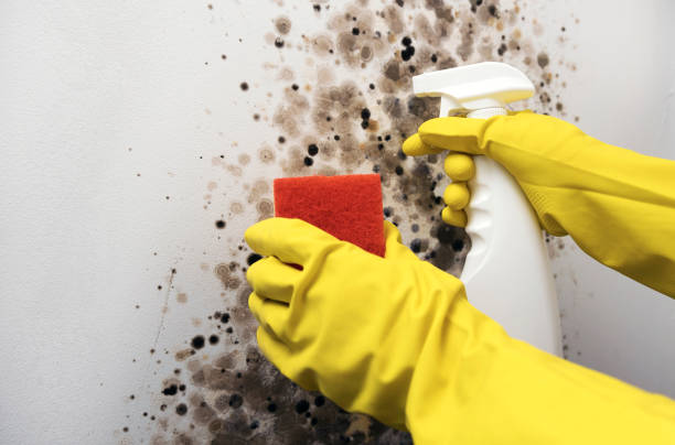 Best Health and Safety Mold Remediation in Worthington, MN