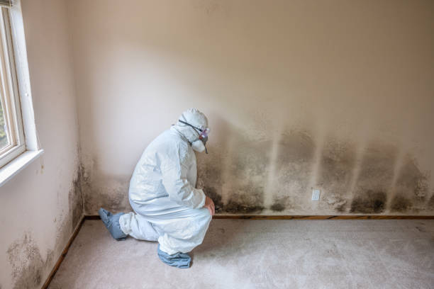 Best DIY Mold Remediation Support Services in Worthington, MN