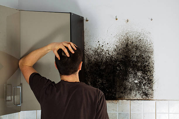 Best Black Mold Remediation in Worthington, MN