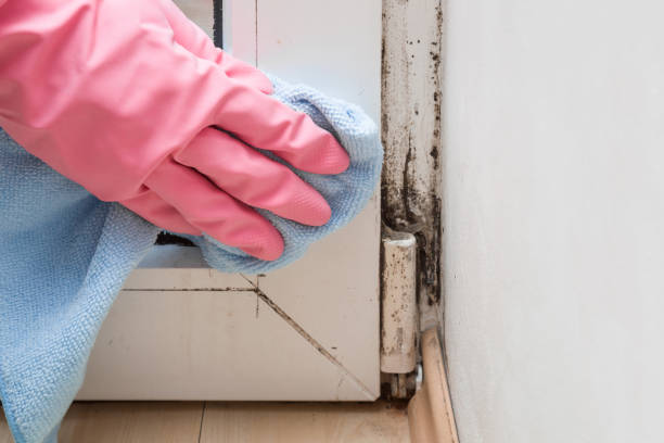 Best Residential Mold Remediation in Worthington, MN