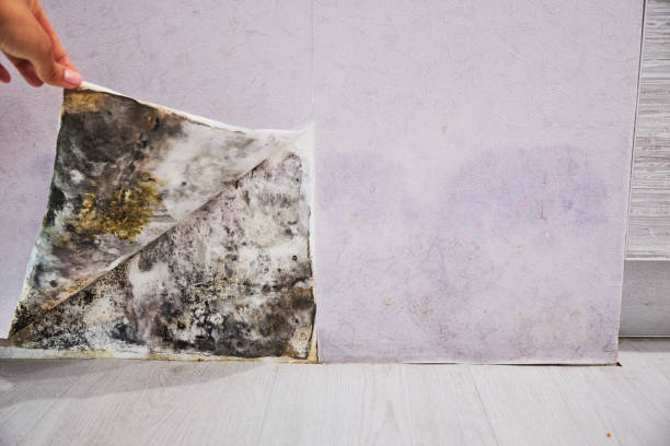 Professional Mold Remediation in Worthington, MN